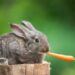 Est-ce que les carottes sont bonnes pour les lapins ?