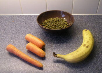 Est-ce que les carottes sont bonnes pour les lapins ?