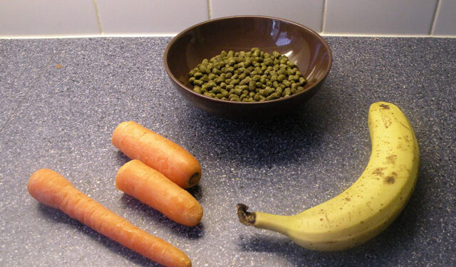 Est-ce que les carottes sont bonnes pour les lapins ?