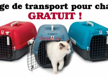 Est-ce que les chats aiment la voiture ?