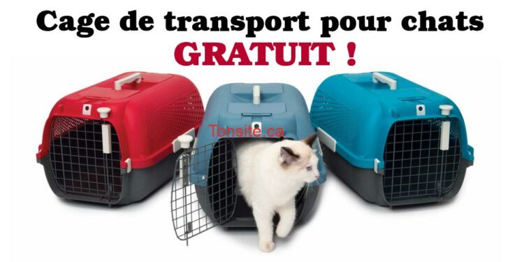 Est-ce que les chats aiment la voiture ?