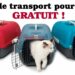 Est-ce que les chats aiment la voiture ?