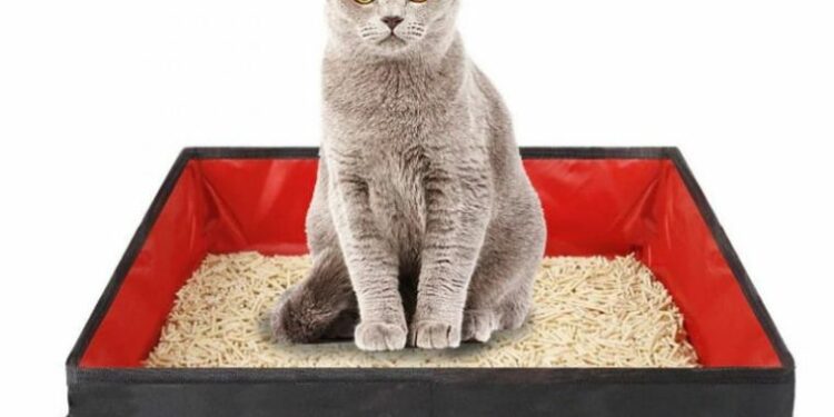 Est-ce que les chats aiment la voiture ?