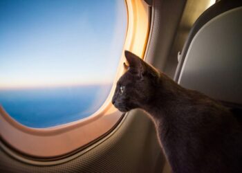 Est-ce que les chats aiment la voiture ?