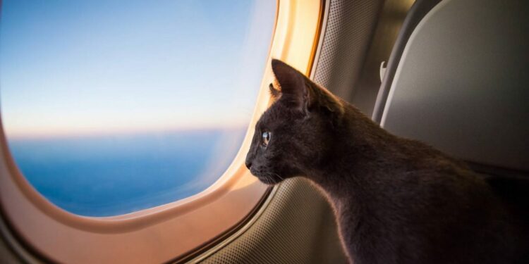 Est-ce que les chats aiment la voiture ?