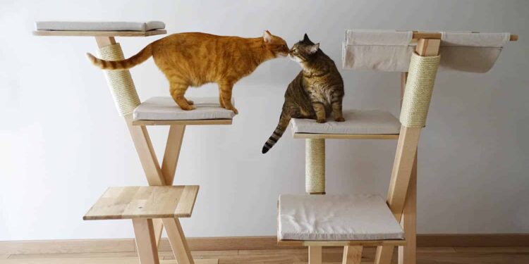 Est-ce que les chats aiment les arbres à chat ?