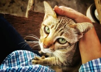 Est-ce que les chats aiment les bisous ?