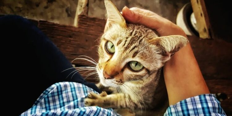 Est-ce que les chats aiment les bisous ?