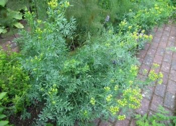 Est-ce que les chats aiment l'odeur du vinaigre ?