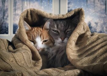 Est-ce que les chats craignent le froid ?