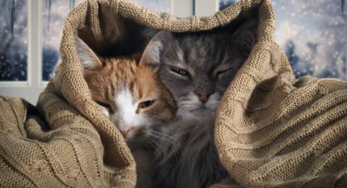 Est-ce que les chats craignent le froid ?