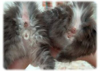 Est-ce que les chats mâles ont des tétines ?