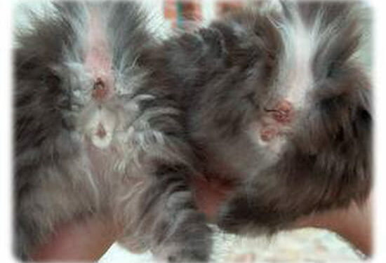 Est-ce que les chats mâles ont des tétines ?