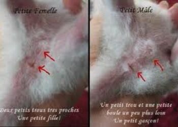 Est-ce que les chats mâles ont des tétines ?