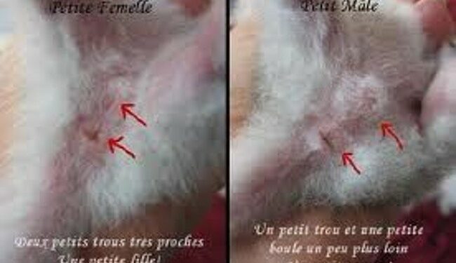 Est-ce que les chats mâles ont des tétines ?