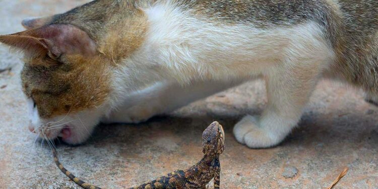Est-ce que les chats mangent les geckos ?