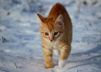 Est-ce que les chats ont froid la nuit dehors ?