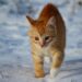 Est-ce que les chats ont froid la nuit dehors ?
