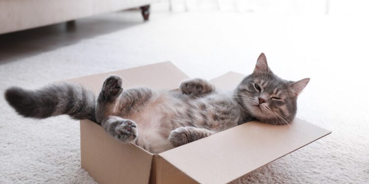 Est-ce que les chats ont la notion du temps ?