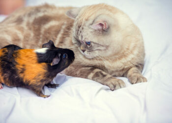 Est-ce que les chats ont peur des rats ?