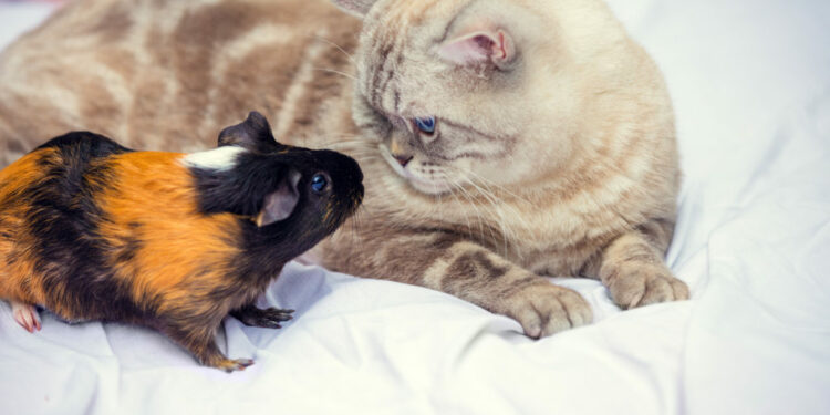 Est-ce que les chats ont peur des rats ?