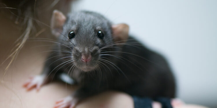 Est-ce que les chats ont peur des rats ?