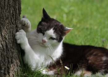 Est-ce que les chats peuvent avoir froid ?