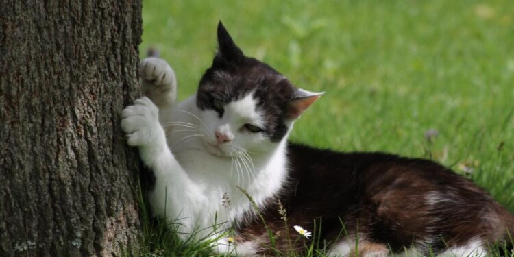 Est-ce que les chats peuvent avoir froid ?