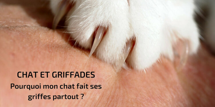 Est-ce que les chats peuvent transmettre des maladie ?