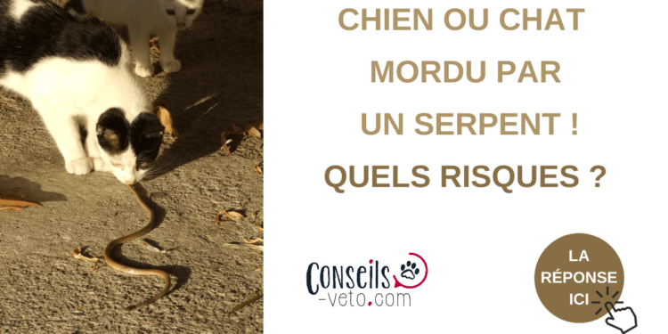 Est-ce que les chats qui mangent des lézards maigrissent ?