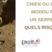 Est-ce que les chats qui mangent des lézards maigrissent ?