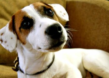 Est-ce que les chiens aiment les bisous ?