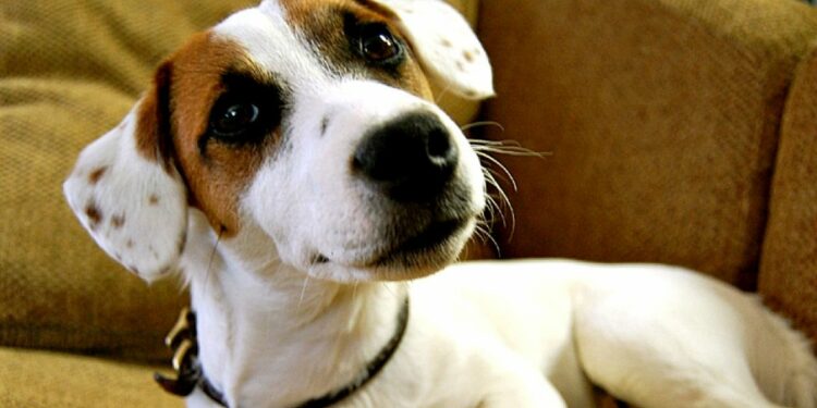 Est-ce que les chiens aiment les bisous ?