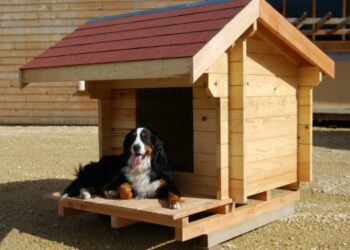 Est-ce que les chiens aiment les niches ?