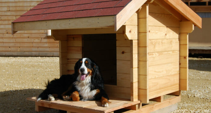 Est-ce que les chiens aiment les niches ?