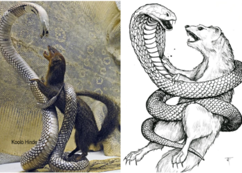 Est-ce que les chiens font fuir les serpents ?