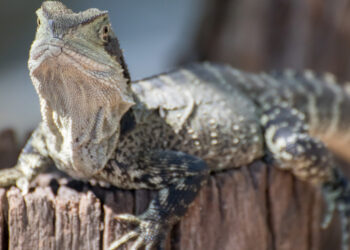 Est-ce que les chiens mangent les lézards ?