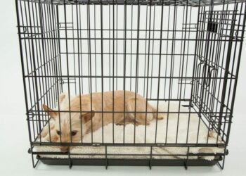 Est-ce que les chiens ont la notion du temps ?