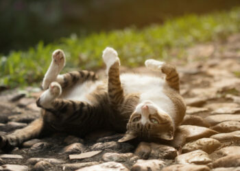 Est-ce que les chiens ont leurs règles ?