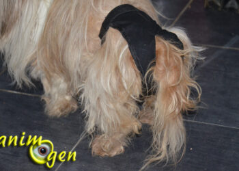 Est-ce que les chiens ont mal pendant les chaleurs ?