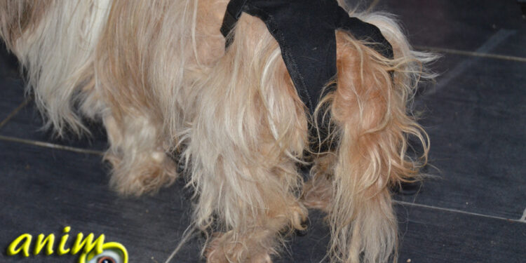 Est-ce que les chiens ont mal pendant les chaleurs ?