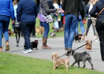 Est-ce que les chiens ressentent l'abandon ?
