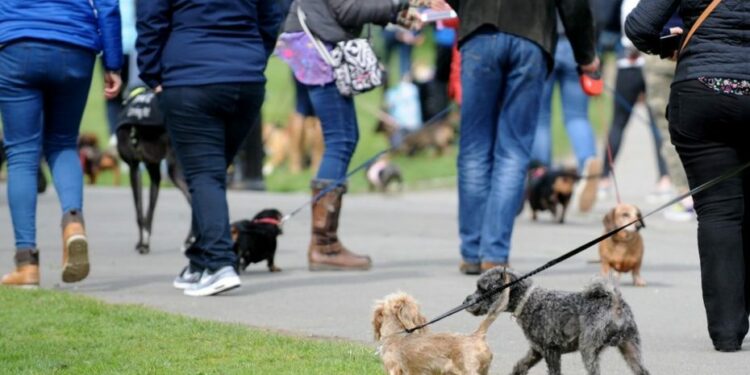 Est-ce que les chiens ressentent l'abandon ?
