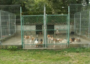 Est-ce que les chiens ressentent l'abandon ?