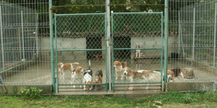 Est-ce que les chiens ressentent l'abandon ?