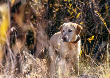 Est-ce que les chiens retrouvent leur chemin ?