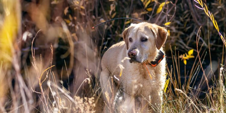Est-ce que les chiens retrouvent leur chemin ?