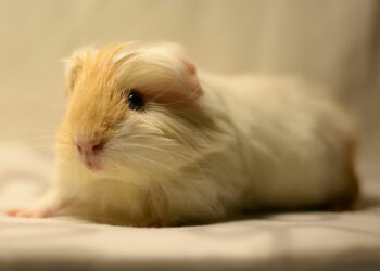 Est-ce que les cochons d'Inde aime les bisous ?