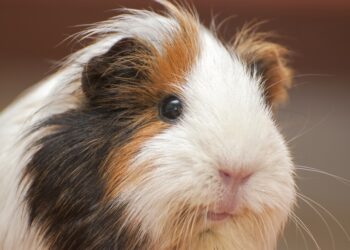 Est-ce que les cochons d'Inde aiment les caresses ?