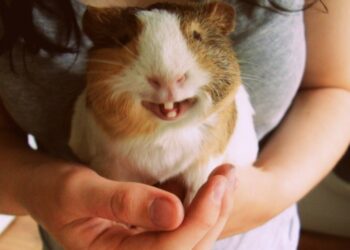 Est-ce que les cochons d'Inde mange la Mâche ?